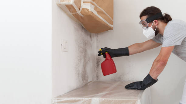 Professional Black Mold Removal technician working in Lusby, MD