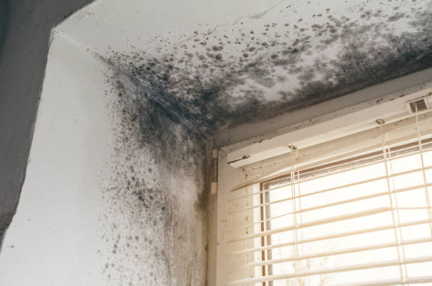 Trusted Black Mold Removal service in Lusby, MD - Cheap Mold Removal